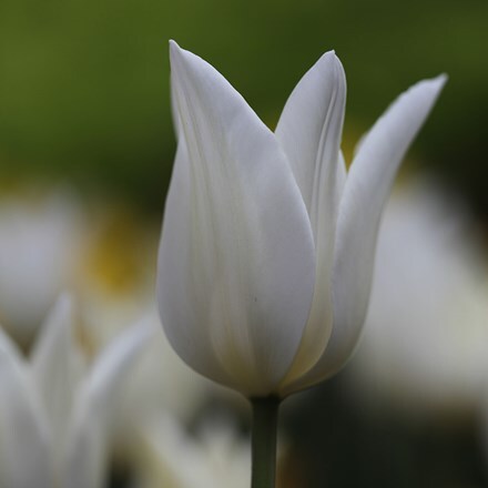 Picture of Tulipa White Triumphator - XL Landscaping pack