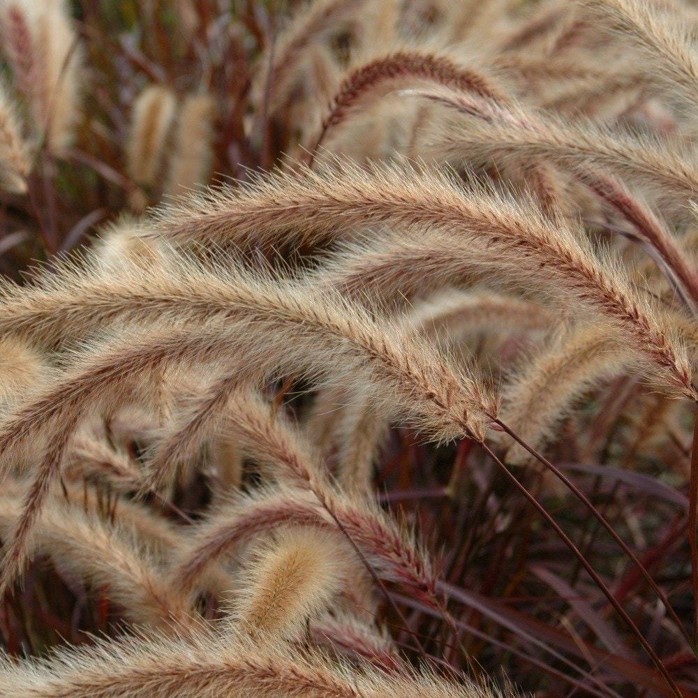 <i>Pennisetum advena</i> 'Rubrum'