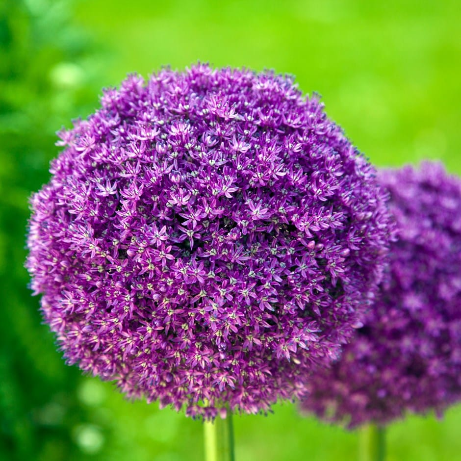 buy giant ornamental onion allium giganteum 11 99 top christmas gifts 2019