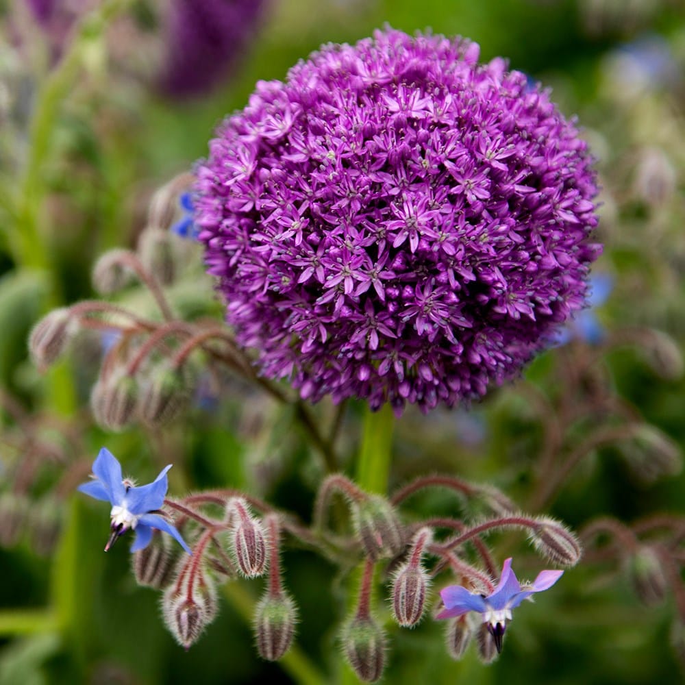 Product options image