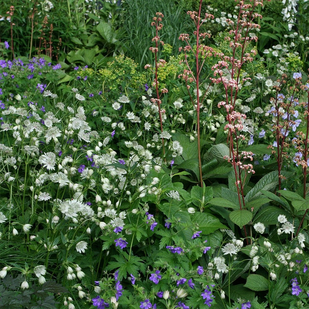 <i>Astrantia major</i> subsp. <i>involucrata</i> 'Shaggy'