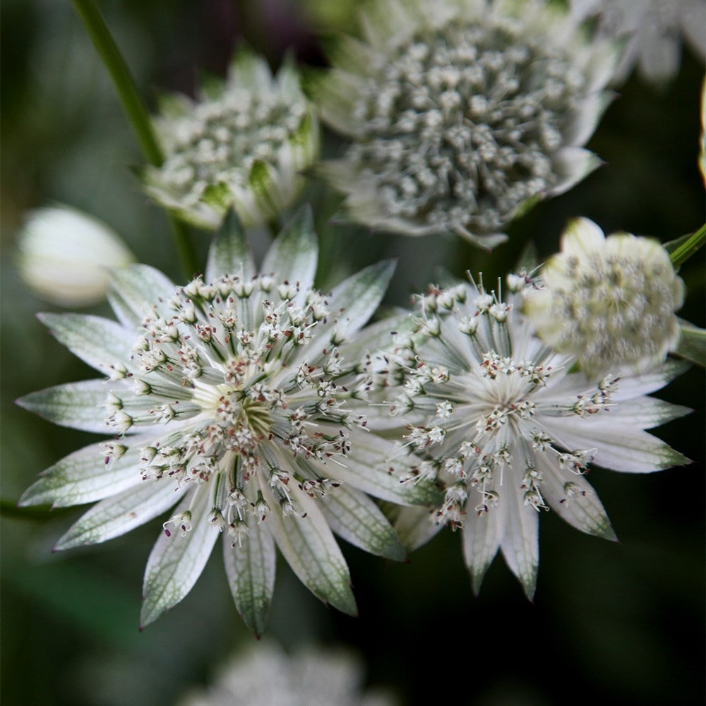 <i>Astrantia major</i> subsp. <i>involucrata</i> 'Shaggy'