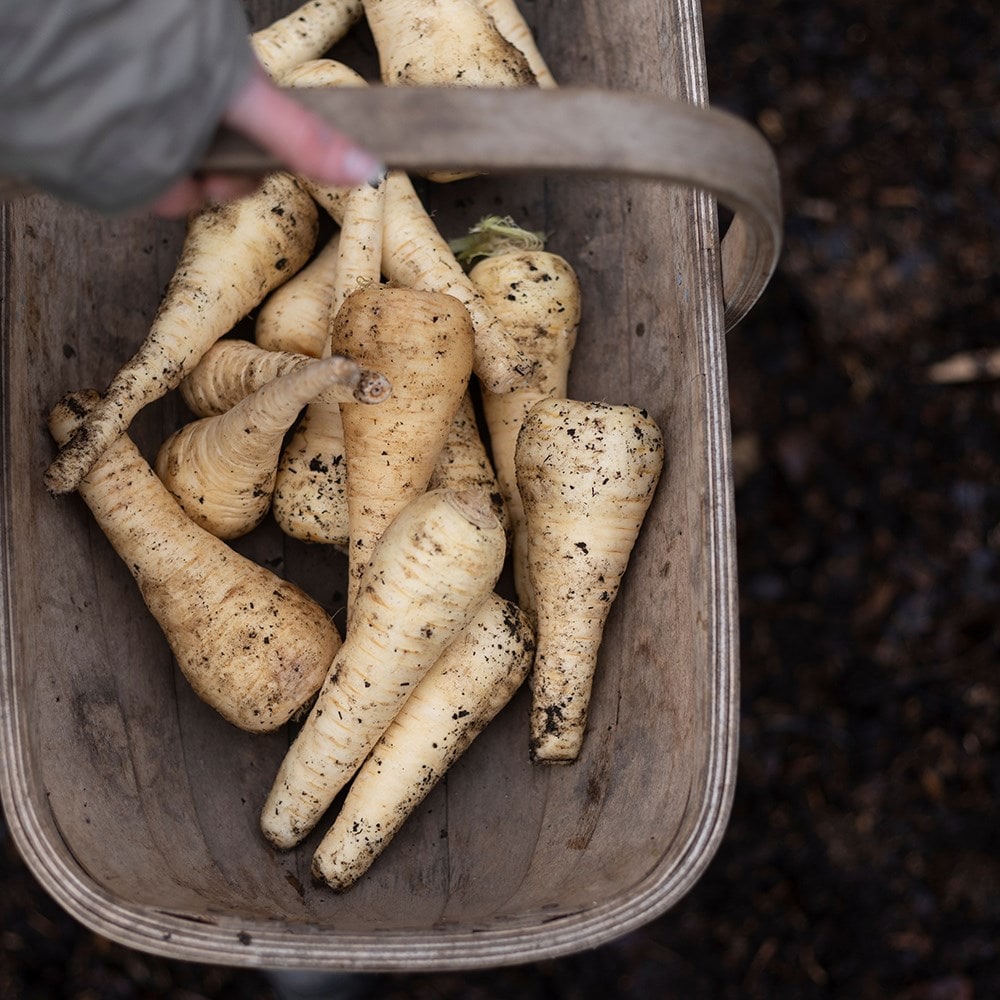 Product options image