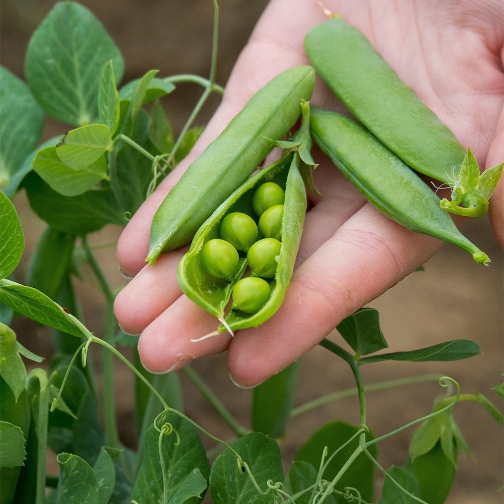 pea (early) 'Kelvedon Wonder'