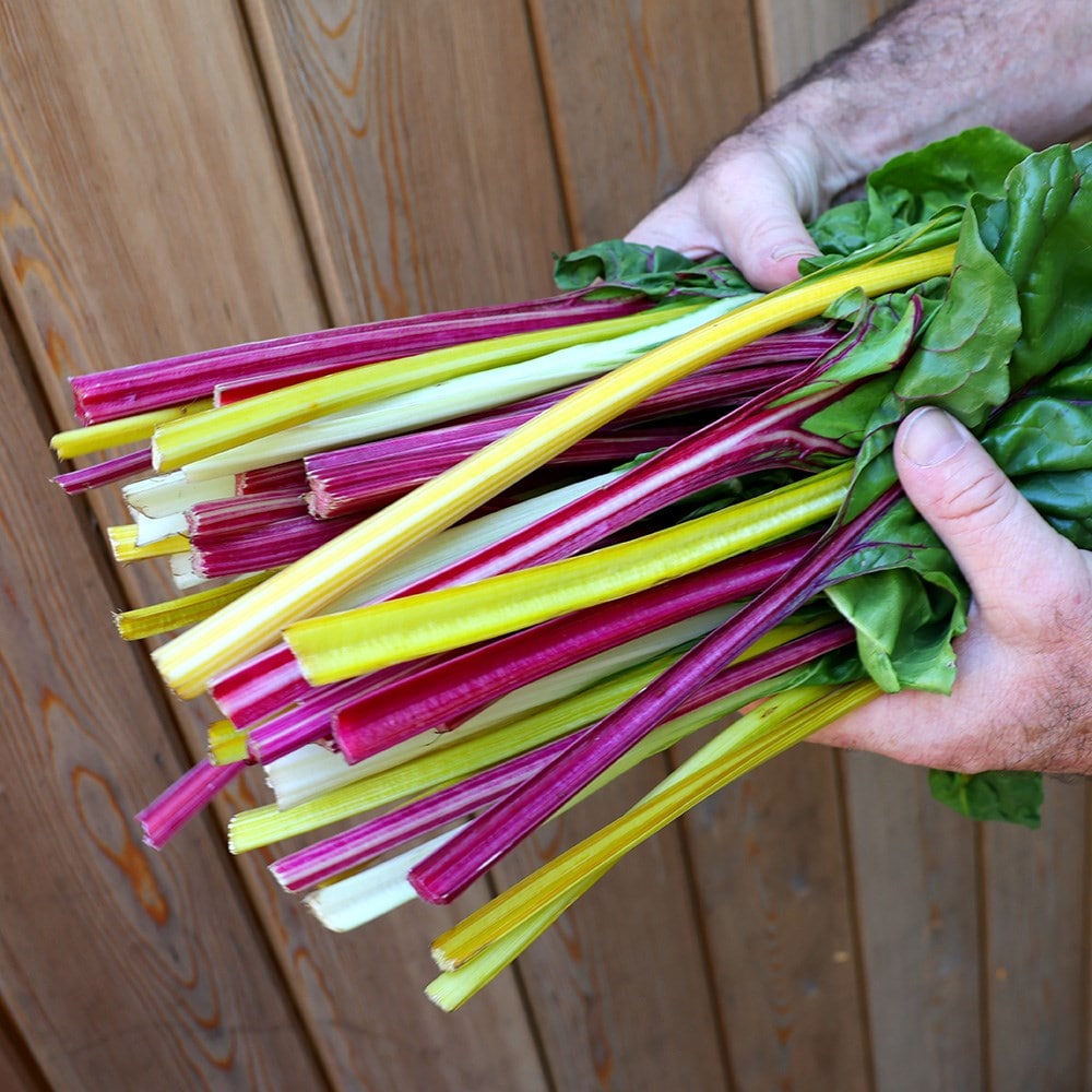 leaf beet / rainbow chard or Beta vulgaris subsp. cicla var. flavescens