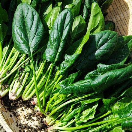 spinach 'Matador'