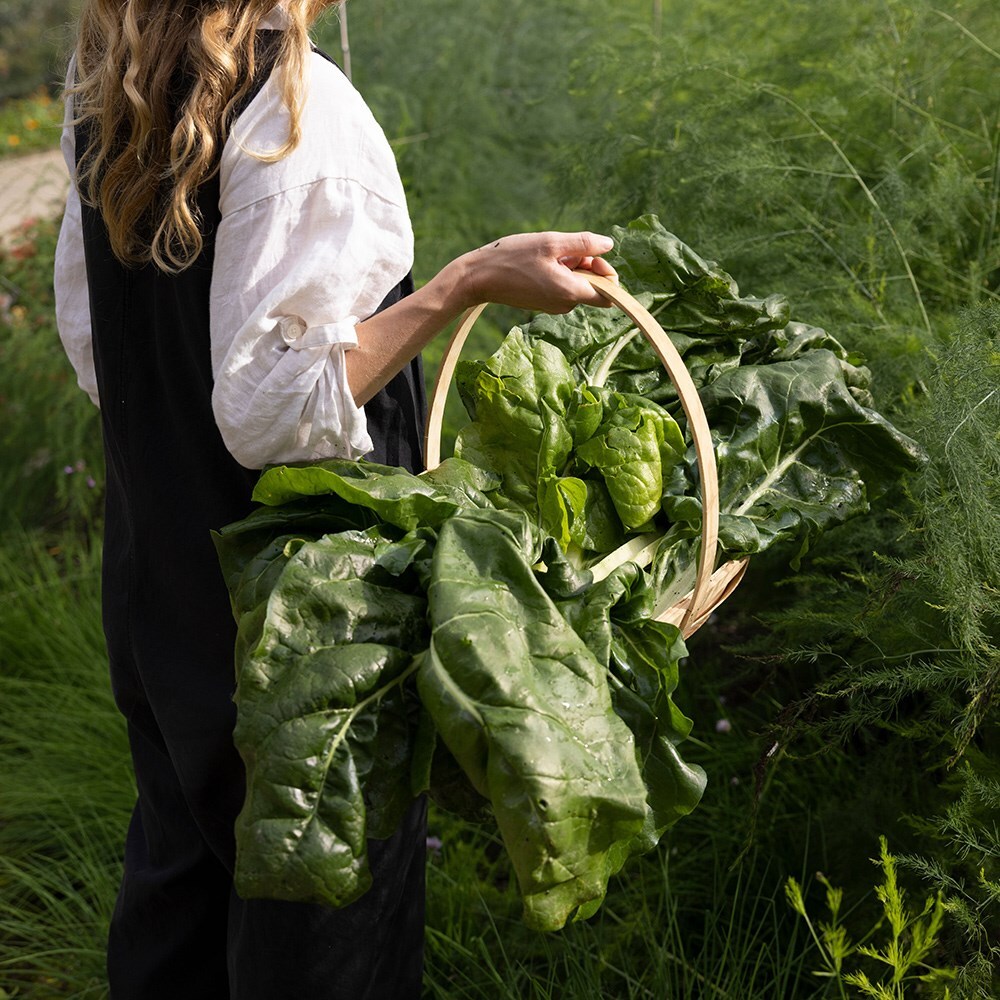 spinach Giant Winter