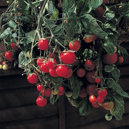 tomato Gartenperle