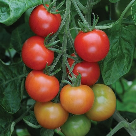 tomato (cherry) 'Gardeners Delight'