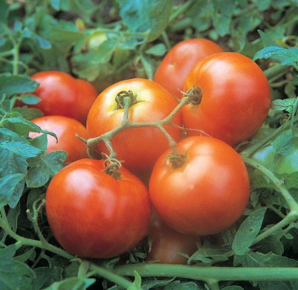 tomato Ailsa Craig