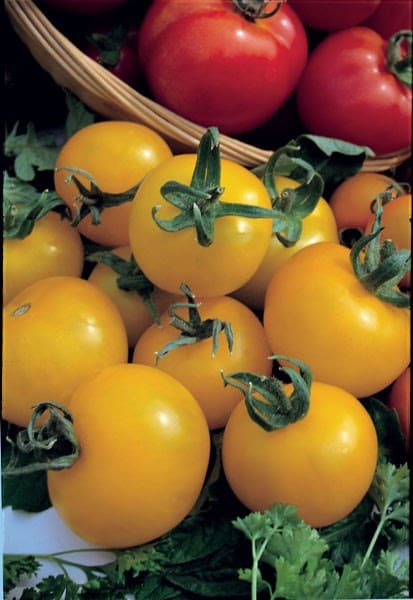 tomato Golden Sunrise