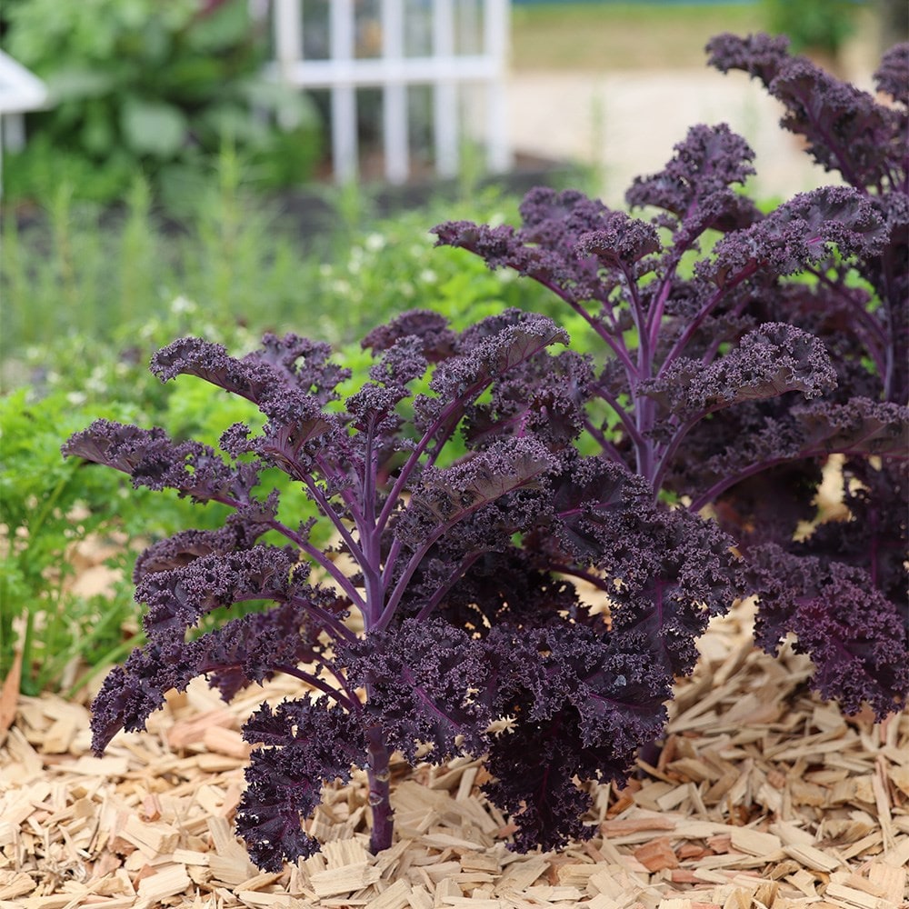 Product options image