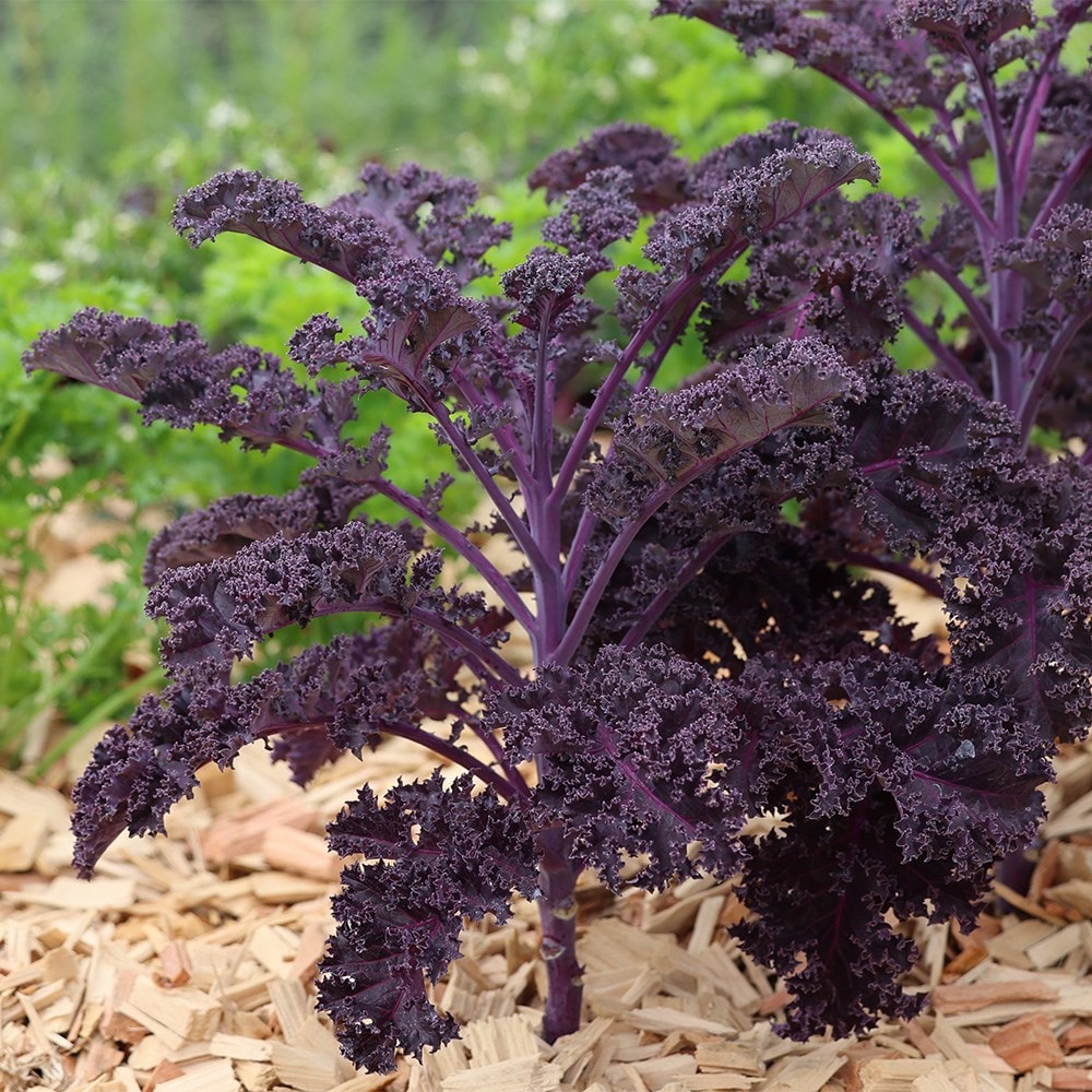 kale 'Redbor' F1