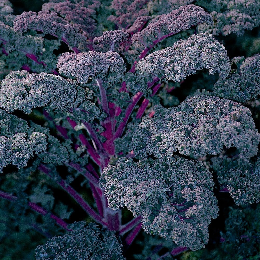 kale 'Redbor' F1