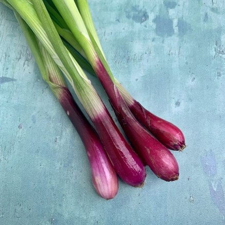 spring onion 'North Holland Blood Red'