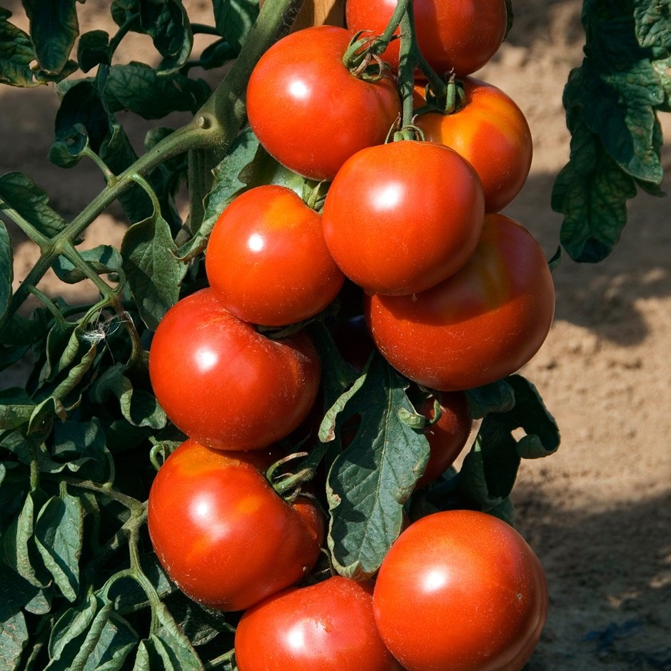 tomato or Solanum lycopersicum 'Fandango'