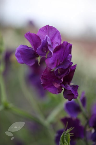 Lathyrus odoratus Pluto
