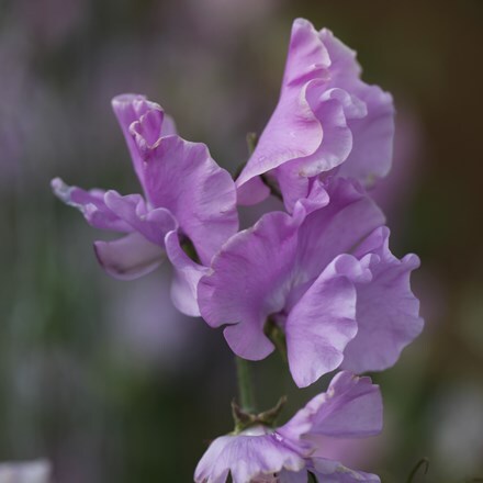 Picture of Lathyrus odoratus Karen Louise