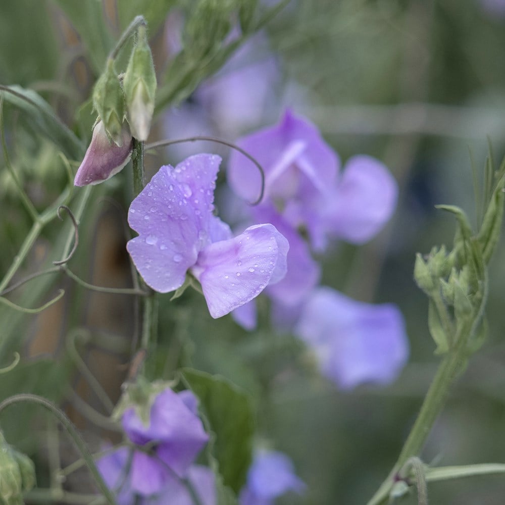 <i>Lathyrus odoratus</i> 'Leamington'
