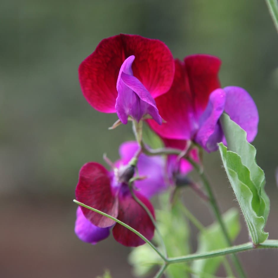 <i>Lathyrus odoratus</i> 'Matucana'