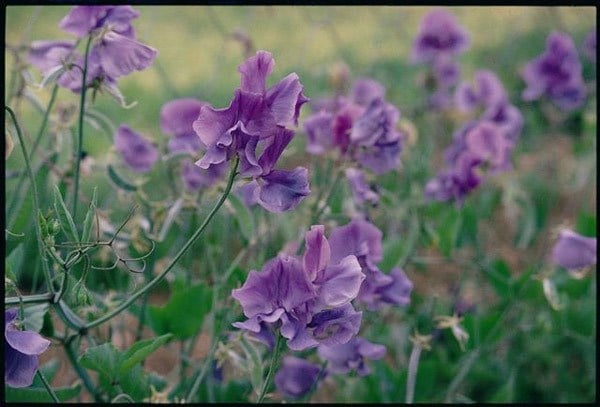 Lathyrus odoratus Noel Sutton