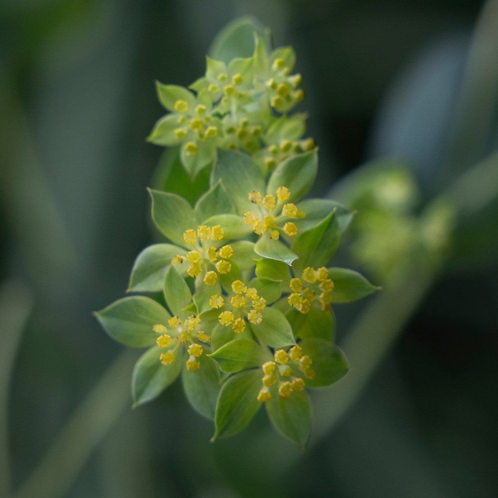 <i>Bupleurum rotundifolium</i> 'Griffithii'