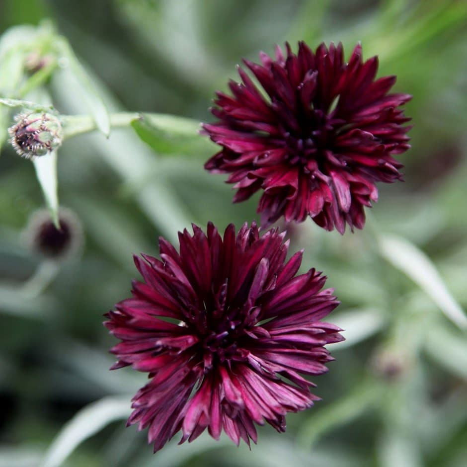 <i>Centaurea cyanus</i> 'Black Ball'