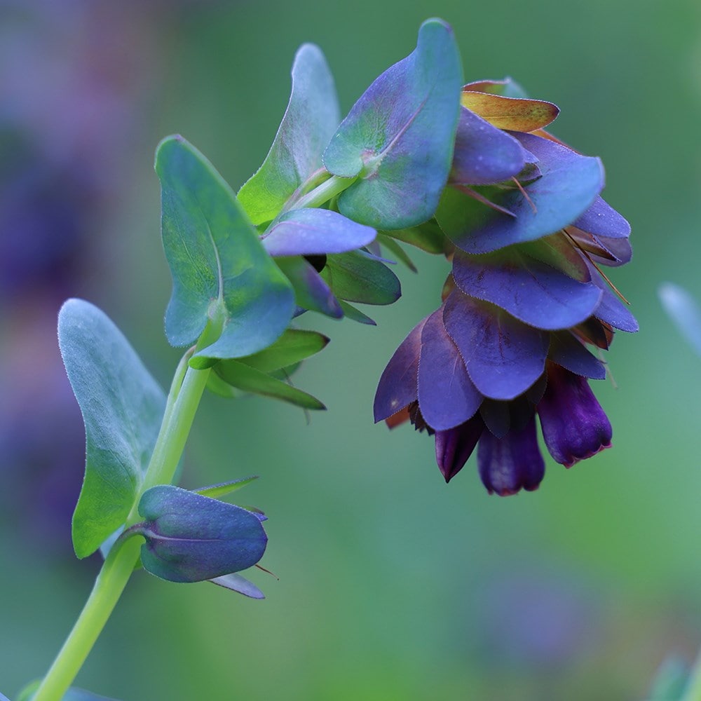 Cerinthe major deals