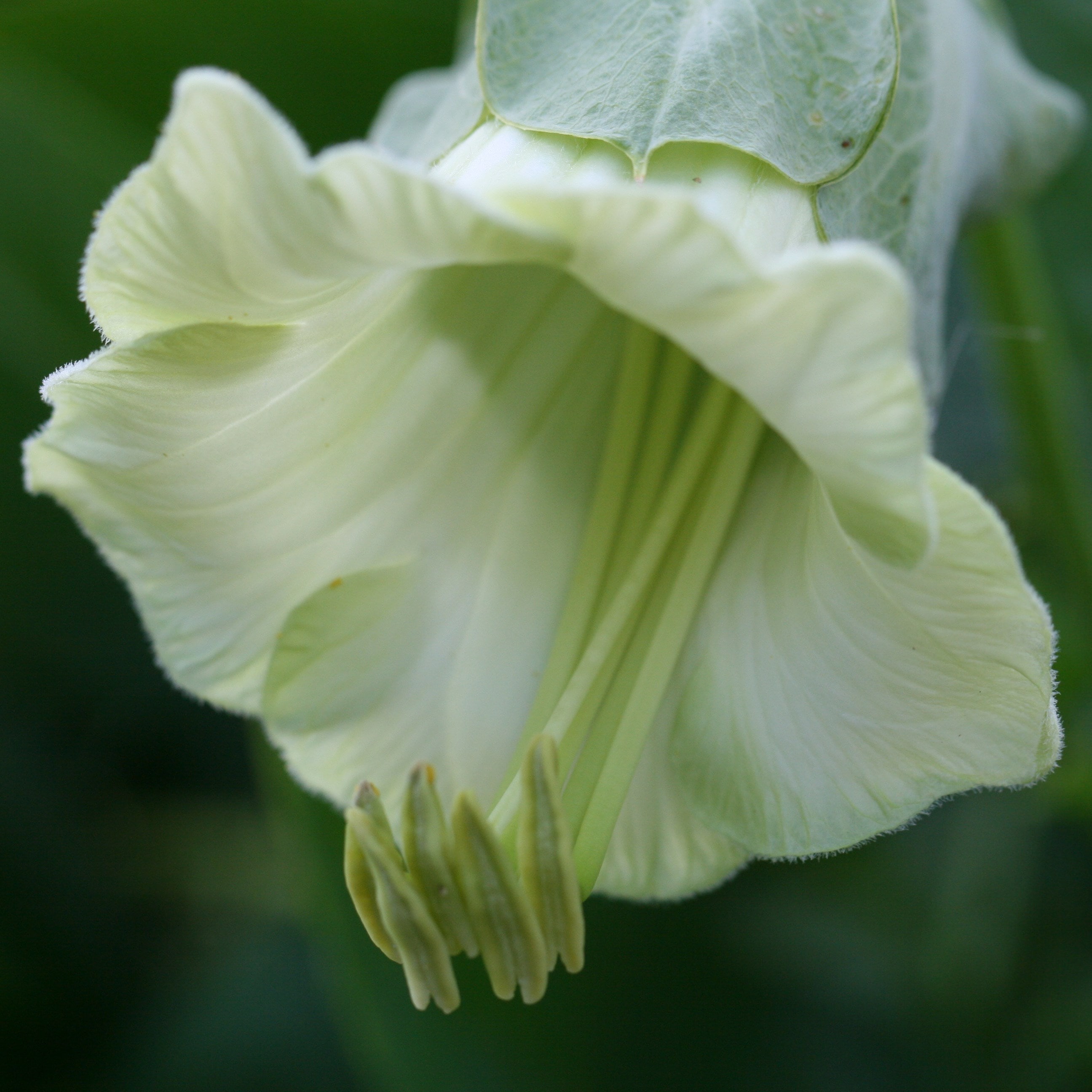 Product options image