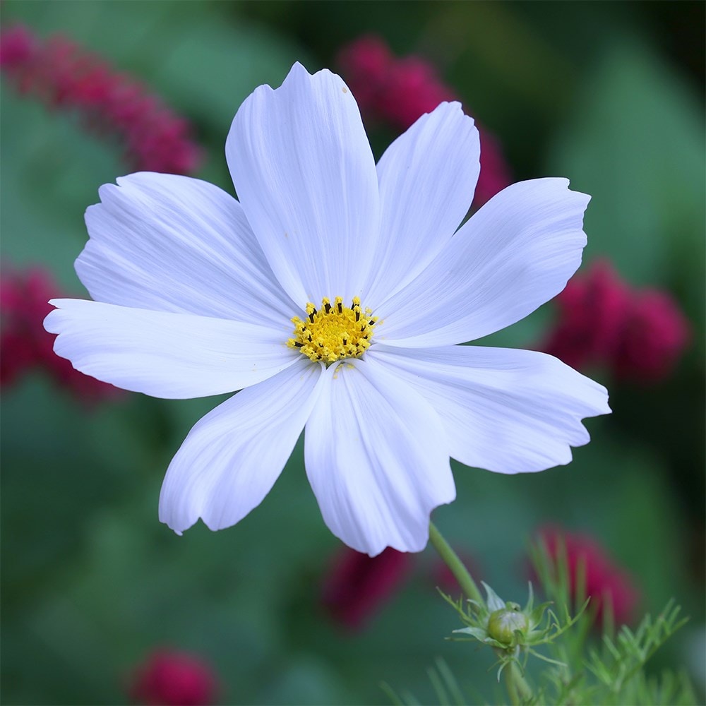 Product options image