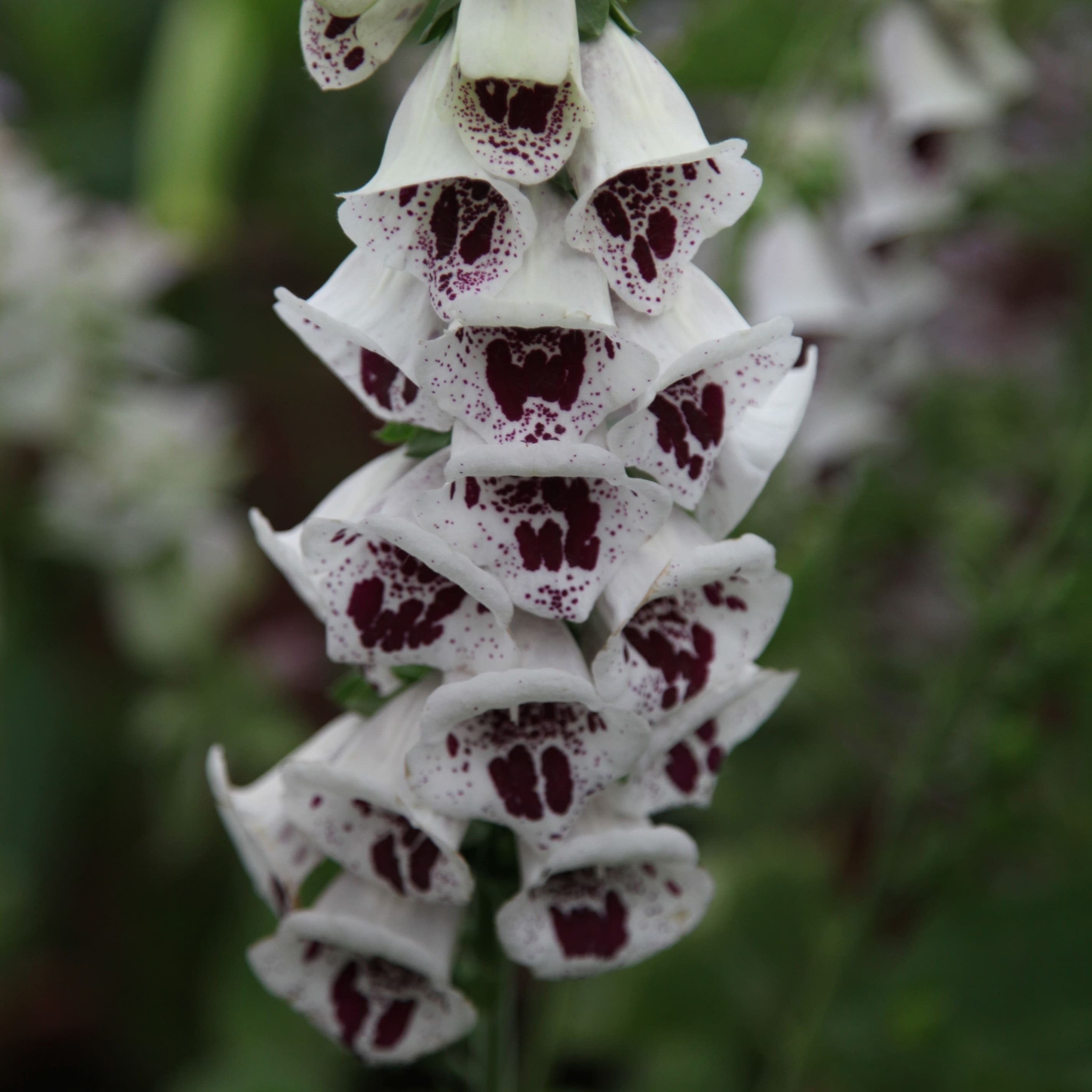 Product options image