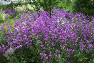 Semi Di Hesperis Matronalis – Violacciocca Damascena (Rocket Dame) – 500 Semi