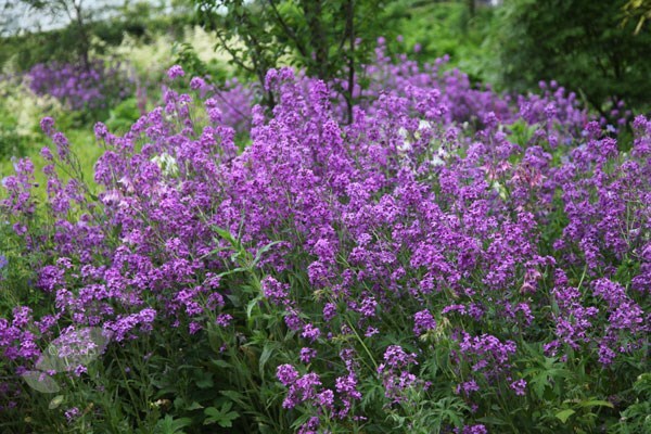 Semi Di Hesperis Matronalis – Violacciocca Damascena (Rocket Dame) – 500 Semi