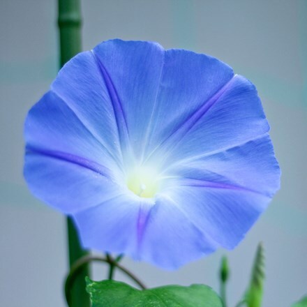 Ipomoea tricolor Heavenly Blue