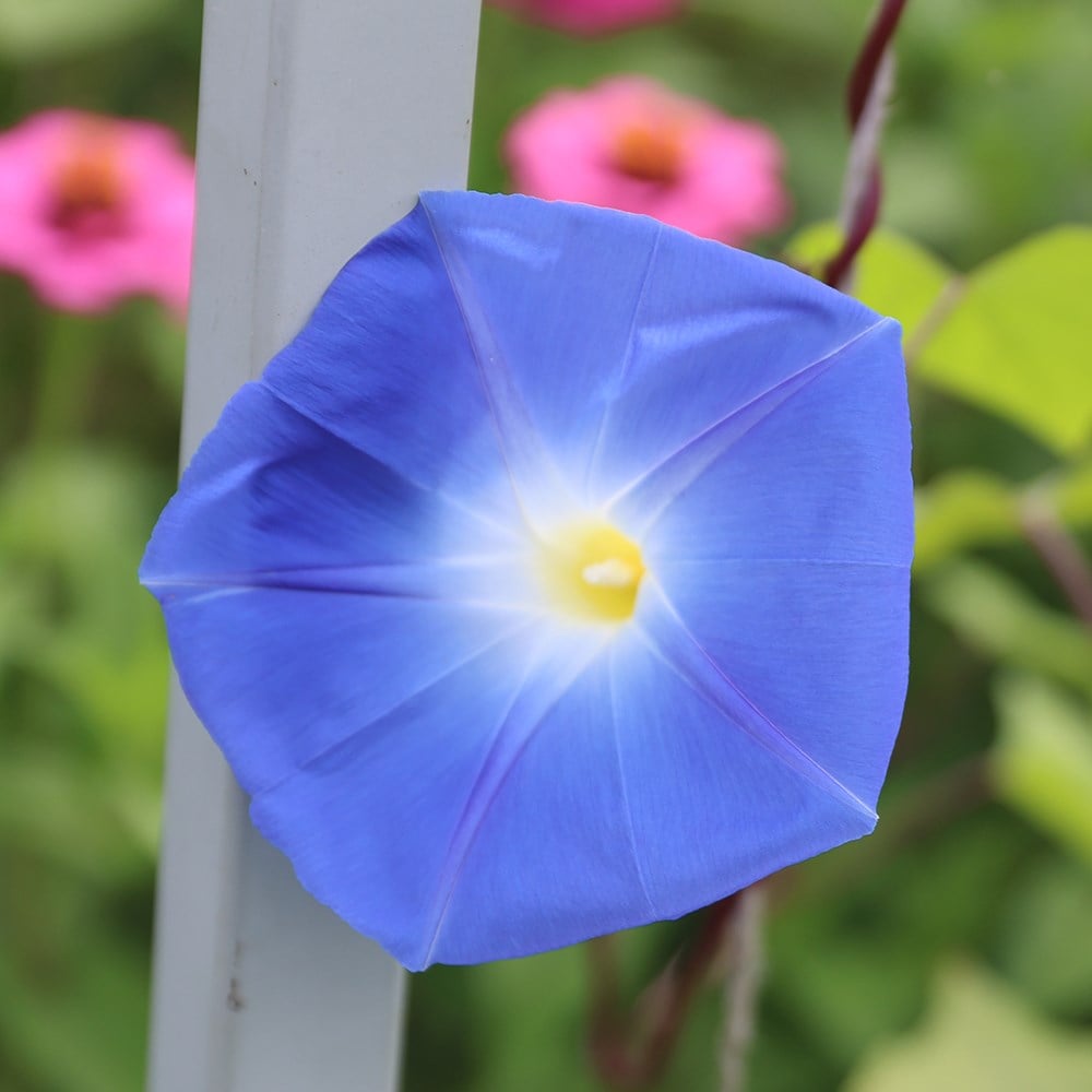 <i>Ipomoea tricolor</i> 'Heavenly Blue'