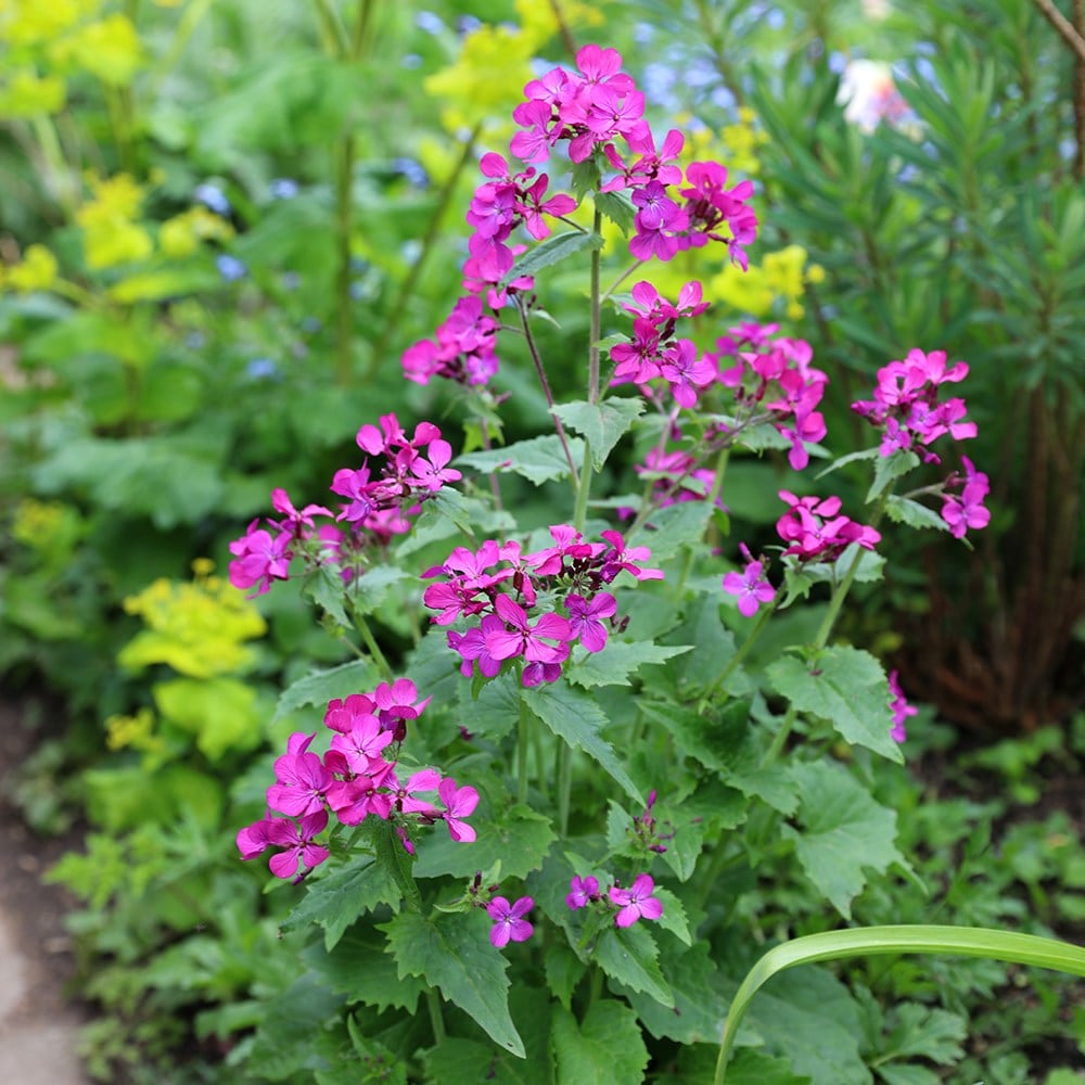 Product options image