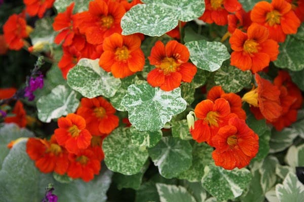 Tropaeolum majus Alaska Series