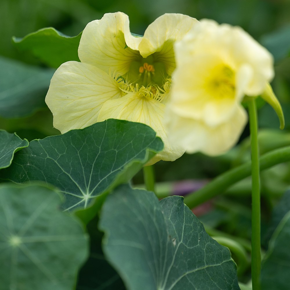 nasturtium - <I>Tropaeolum majus</i> 'Milkmaid'