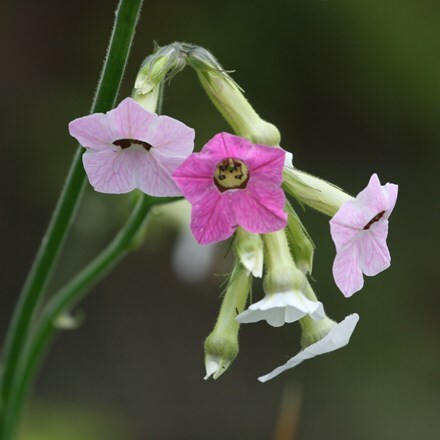 Nicotiana mutabilis