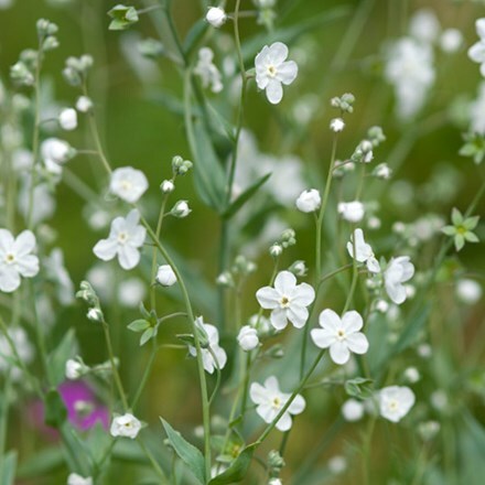 Picture of Omphalodes linifolia