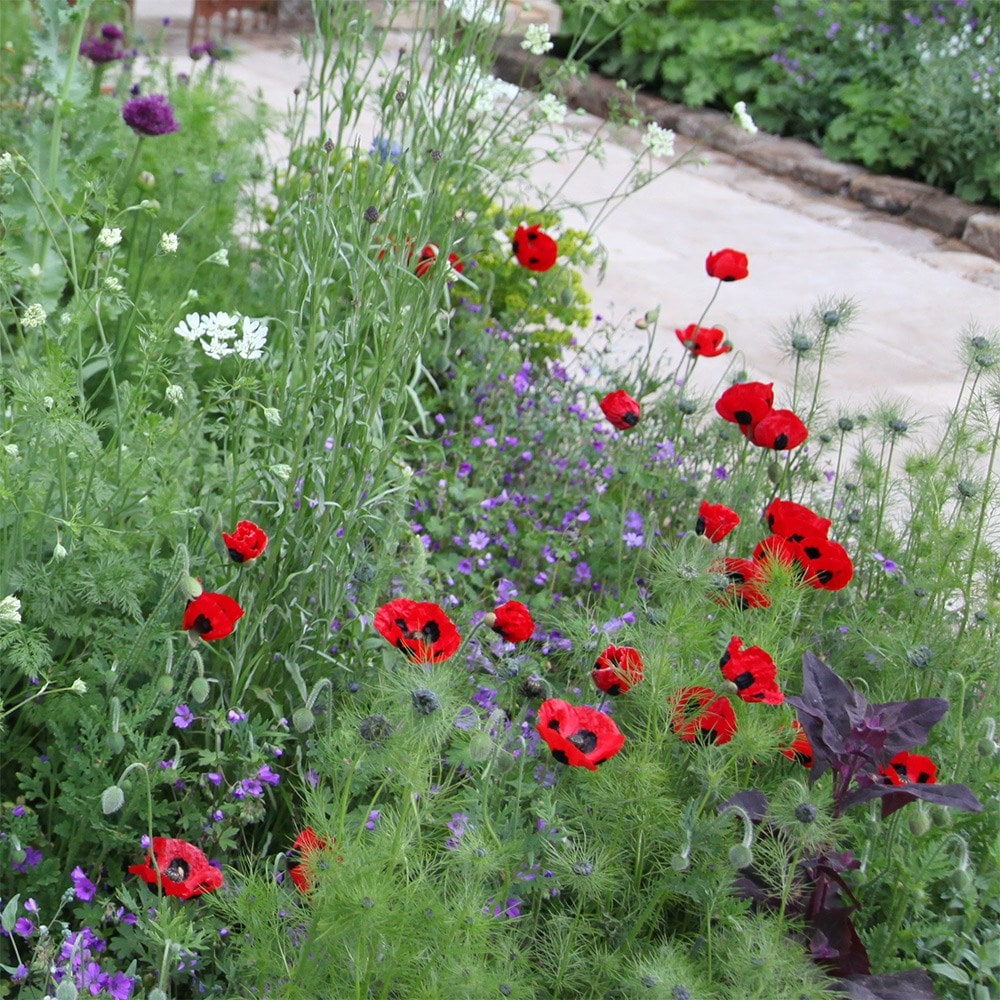 <i>Papaver commutatum</i> 