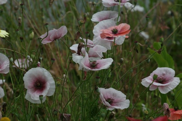 <I>Papaver rhoeas</i> Mother of Pearl Group