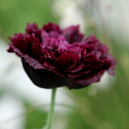 Picture of Papaver somniferum (Paeoniiflorum Group) Black Paeony