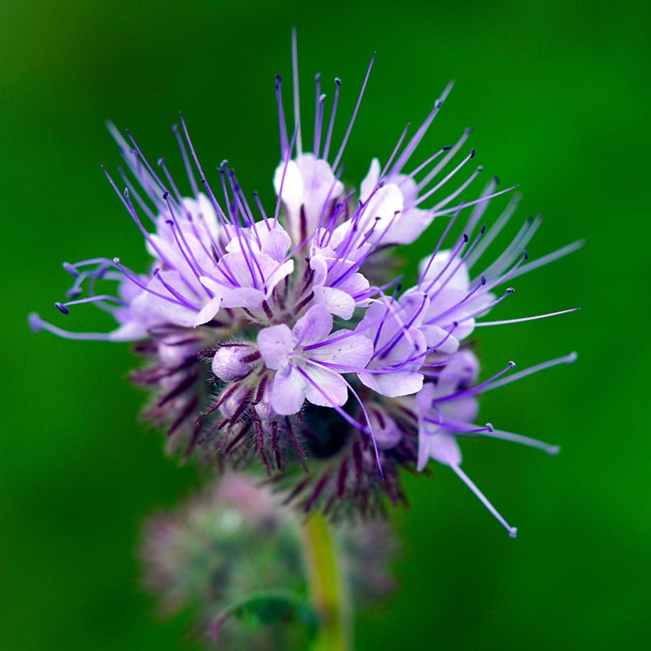 Buy fiddleneck Phacelia tanacetifolia