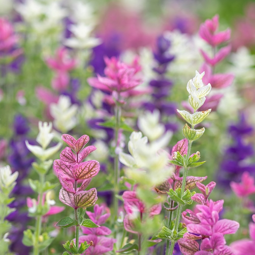 <i>Salvia viridis</i> 