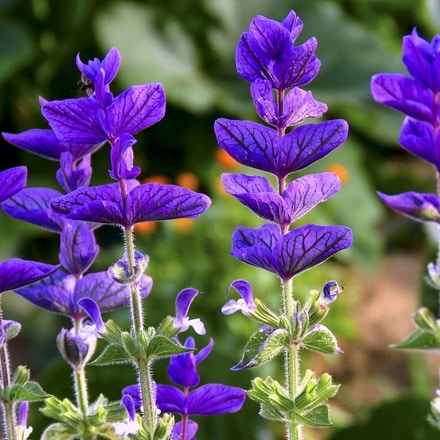 Salvia viridis blue-flowered