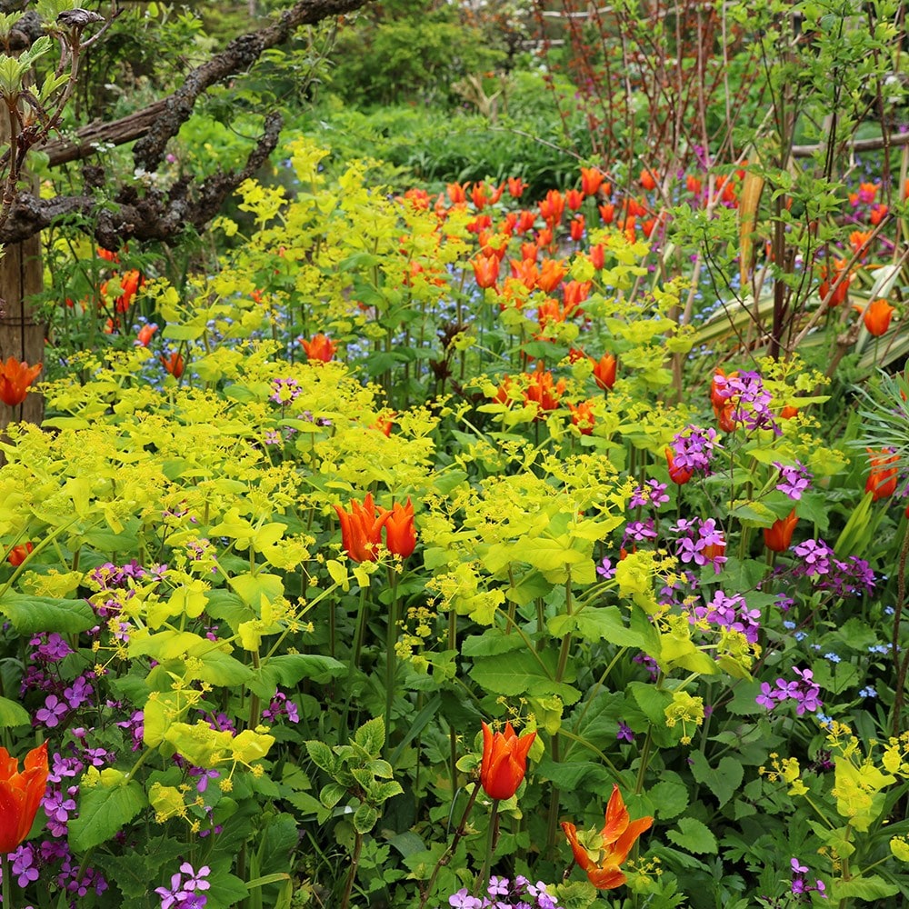 Product options image