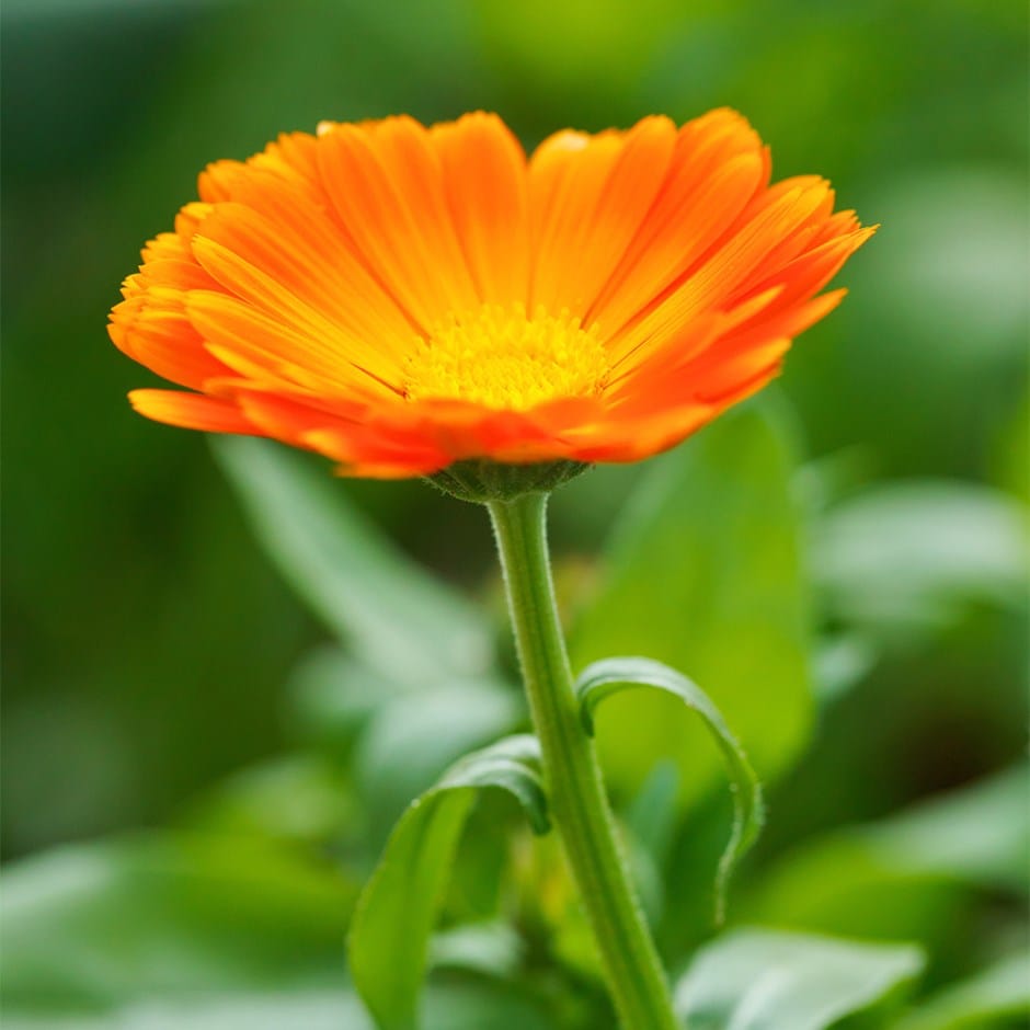 <i>Calendula officinalis</i> 