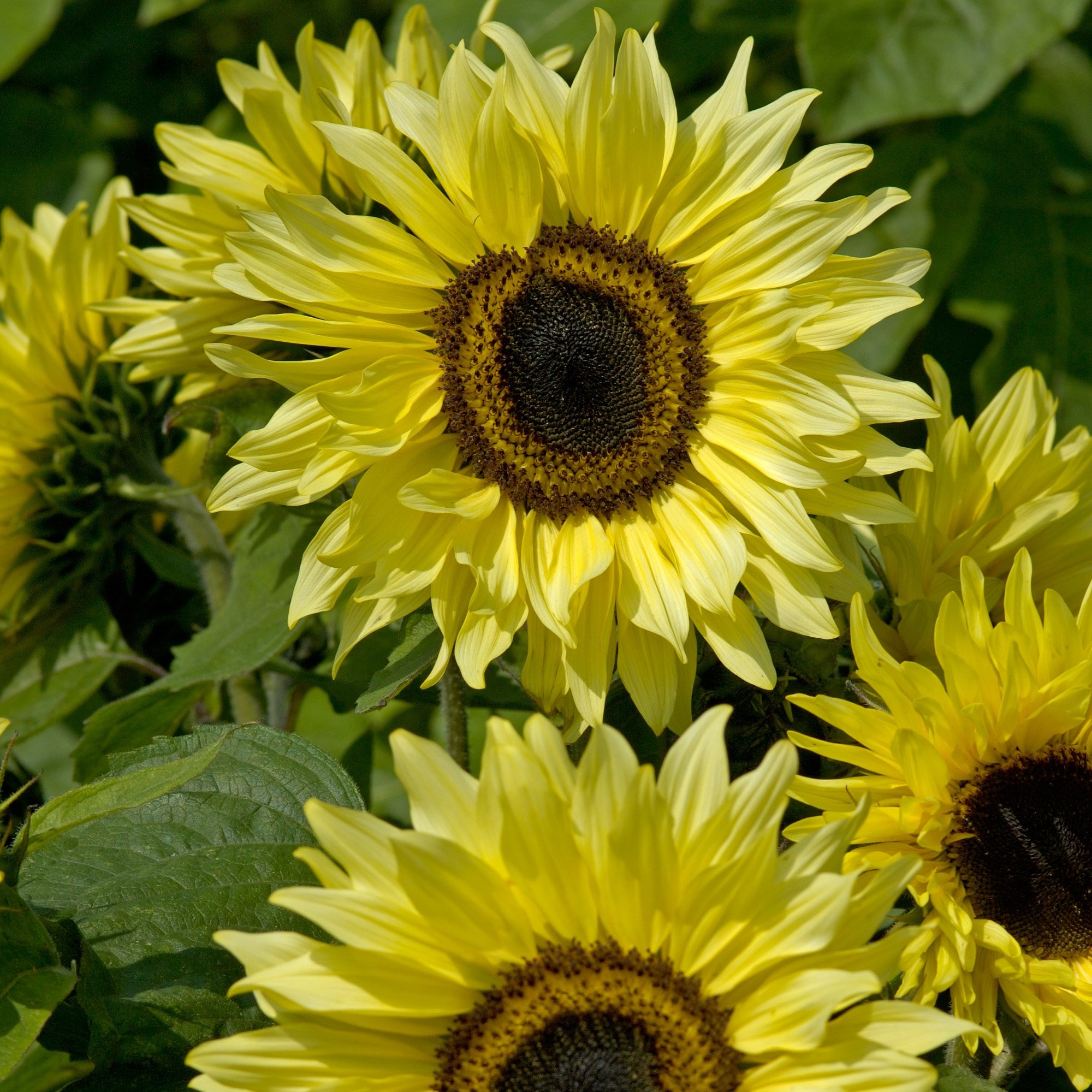Buy sunflower Helianthus annuus Garden Statement: £3.29 Delivery by Crocus