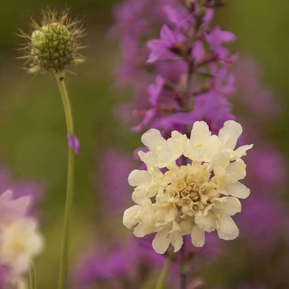Scabiosa atropurpurea Fata Morgana